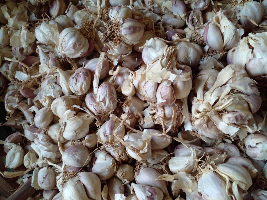 Garlic